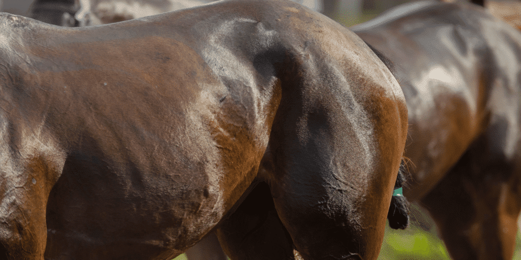 Endotoxemia in horses is a life-threatening condition caused by toxins in the blood, leading to severe inflammation and illness.