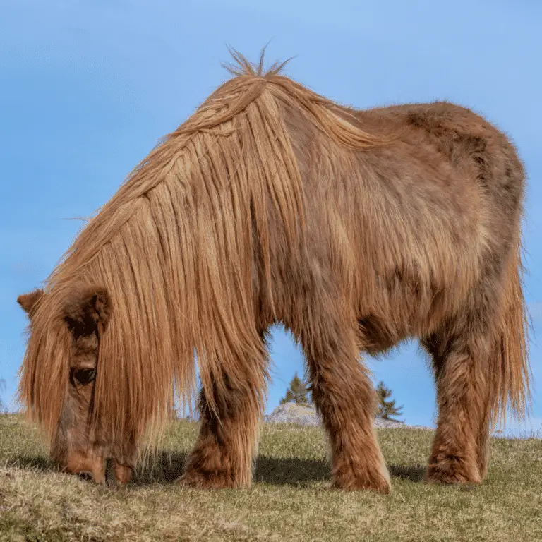 Equine Cushing's Disease (PPID) in horses is a hormonal disorder causing excessive hair growth, weight loss, and laminitis.