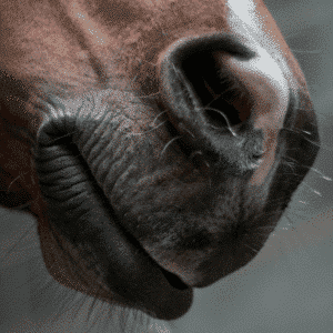 Equines Herpesvirus Titelbild