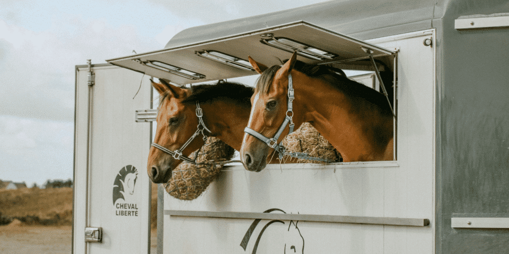 Equine influenza in horses is a highly contagious respiratory virus causing fever, coughing, and nasal discharge.