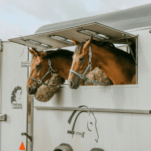 Equine influenza in horses is a highly contagious respiratory virus causing fever, coughing, and nasal discharge.