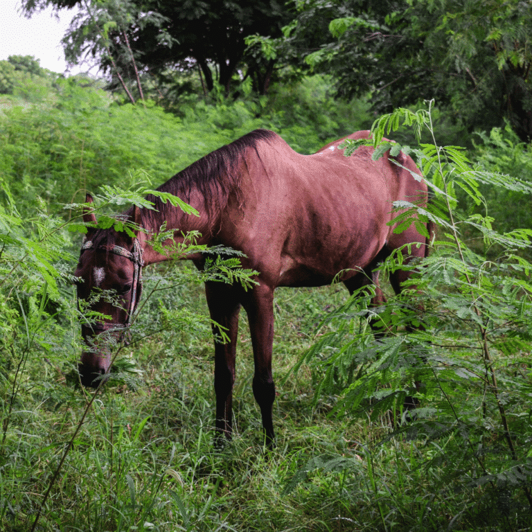 Motoneuron-Krankheit bei Pferden Equine motor neurone disease is a progressive neurological disorder in horses causing muscle weakness, weight loss, and trembling.