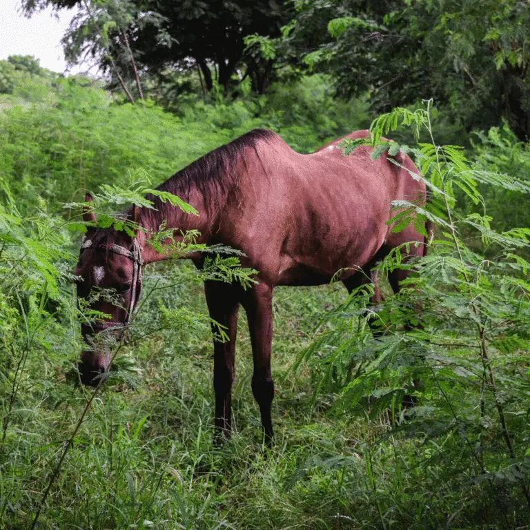 Equine motor neurone disease is a progressive neurological disorder in horses causing muscle weakness, weight loss, and trembling.