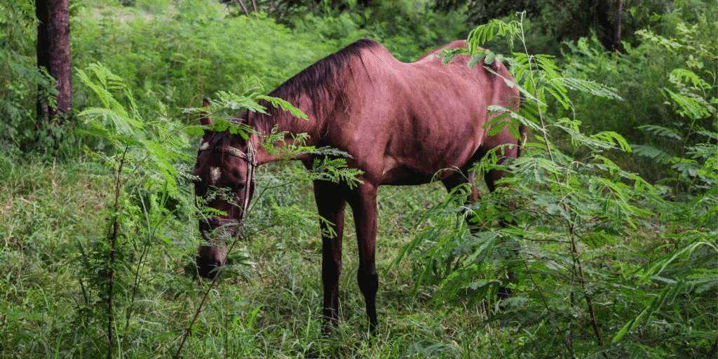 Equine motor neurone disease is a progressive neurological disorder in horses causing muscle weakness, weight loss, and trembling.