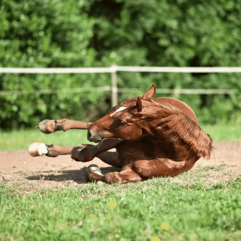 Equine Protozoal Myeloencephalitis is a neurological disease caused by protozoan parasites, leading to ataxia, muscle atrophy, and weakness.