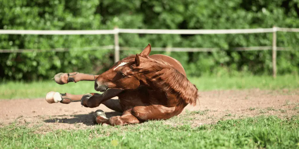 Equine protozoale Myeloenzephalitis Titelbild