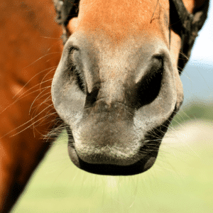 Equine asthma in horses is a chronic respiratory condition causing coughing, wheezing, and difficulty breathing due to airway inflammation.
