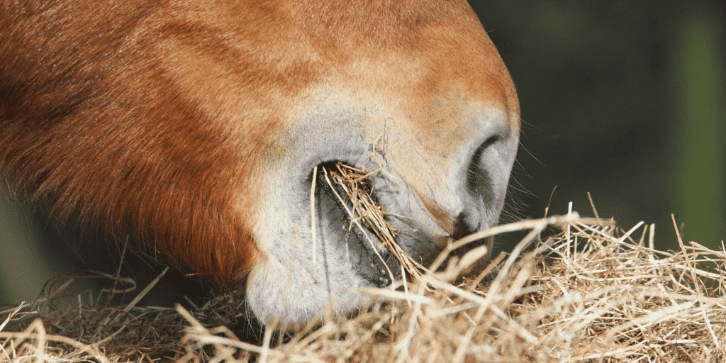 Schlundverstopfung beim Pferd Esophageal obstruction (choke) in horses occurs when food or objects block the esophagus, causing difficulty swallowing and distress.