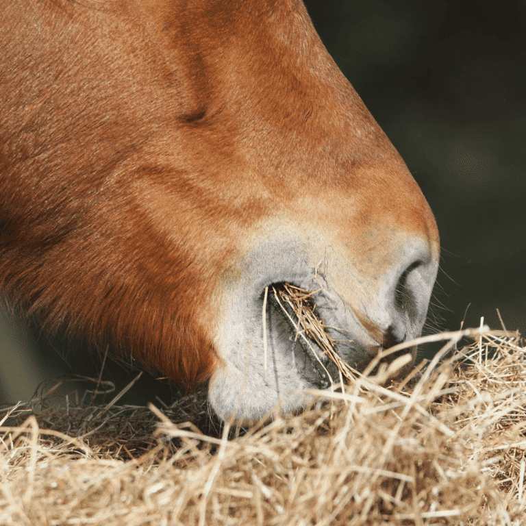 Esophageal obstruction (choke) in horses occurs when food or objects block the esophagus, causing difficulty swallowing and distress.