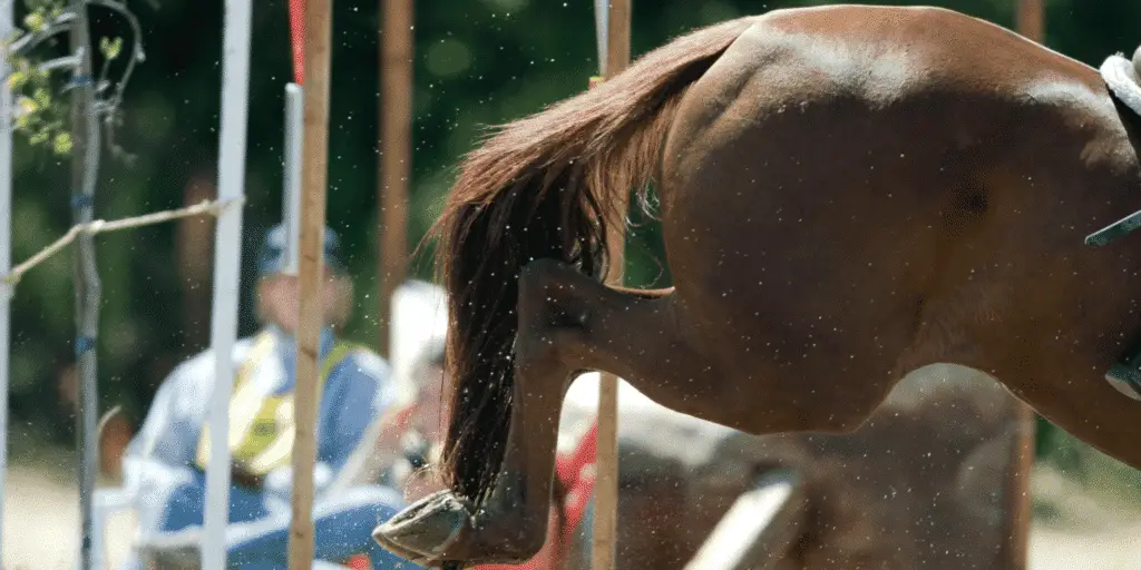 Fibrotic myopathy in horses is a condition where muscle fibers become stiff and fibrous, leading to lameness and reduced mobility.