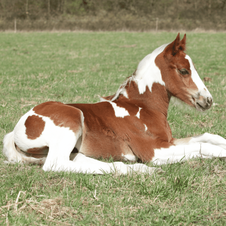 Glycogen Branching Enzyme Deficiency (GBED) is a genetic disorder affecting glycogen storage, causing muscle weakness and death in foals.