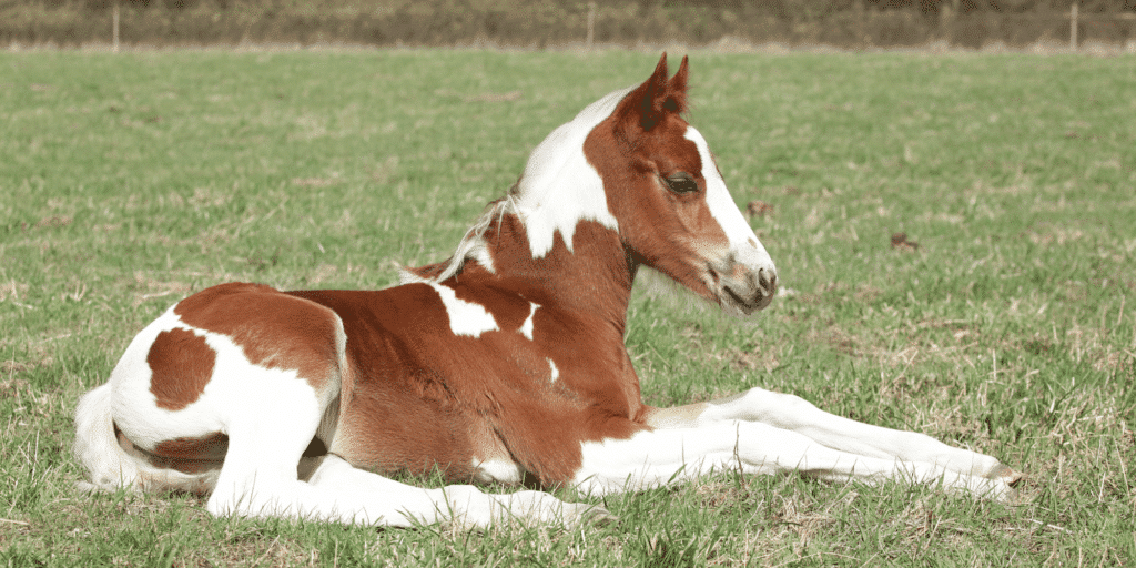 Glycogen Branching Enzyme Deficiency (GBED) is a genetic disorder affecting glycogen storage, causing muscle weakness and death in foals.