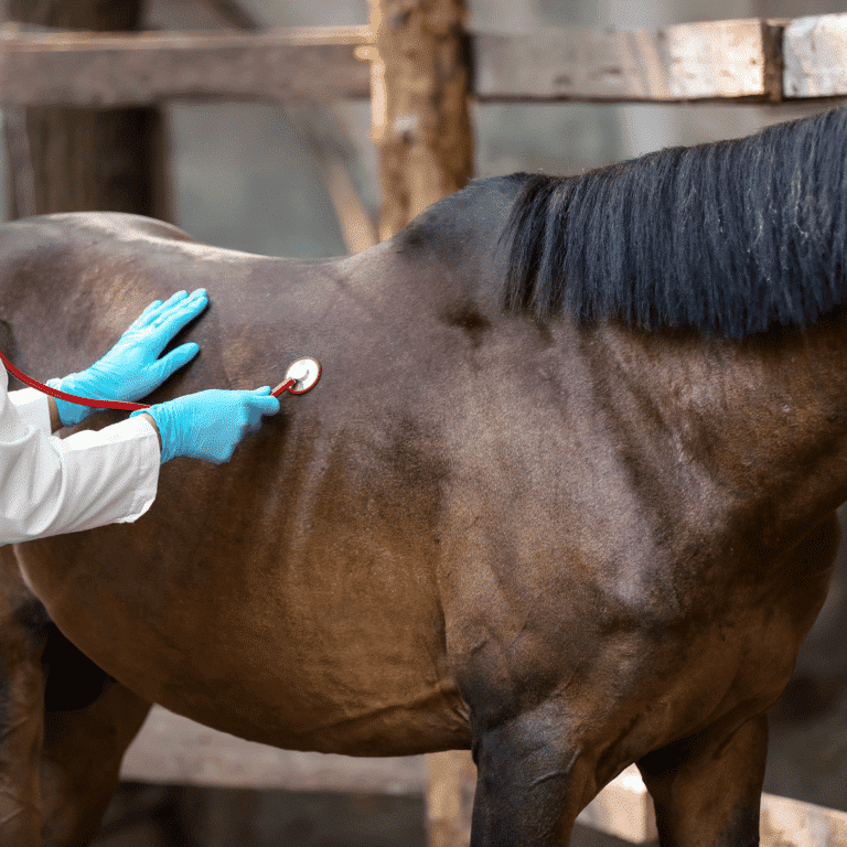 Heart valve dysplasia in horses is a congenital defect causing improper valve formation, leading to impaired blood flow and heart failure.