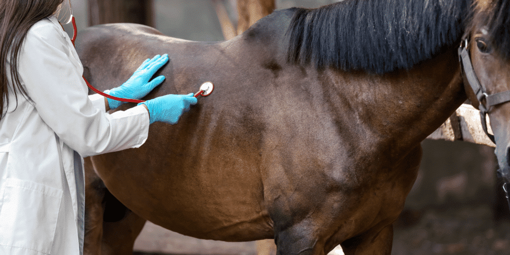 Heart valve dysplasia in horses is a congenital defect causing improper valve formation, leading to impaired blood flow and heart failure.