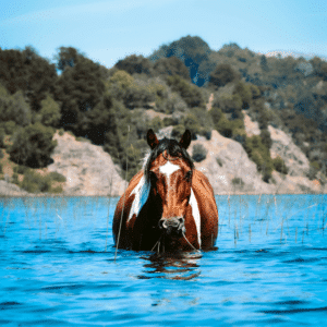 Heat exhaustion in horses is caused by excessive heat, leading to dehydration, weakness, and elevated heart rate.