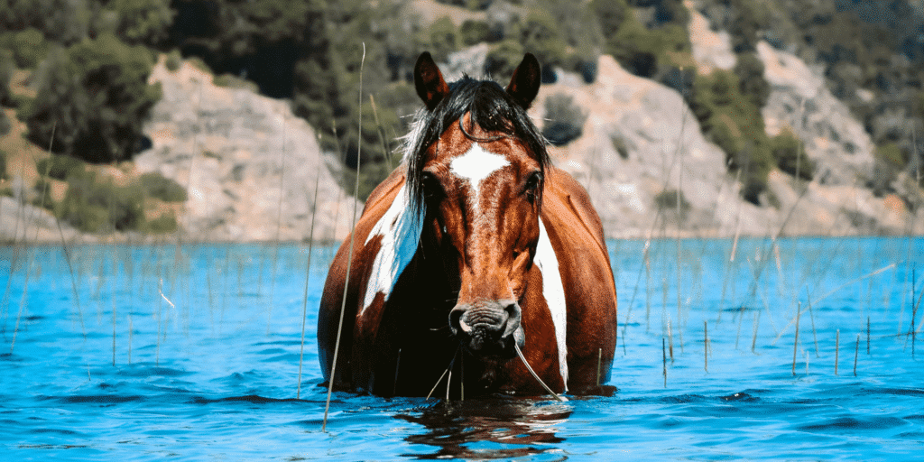 Heat exhaustion in horses is caused by excessive heat, leading to dehydration, weakness, and elevated heart rate.