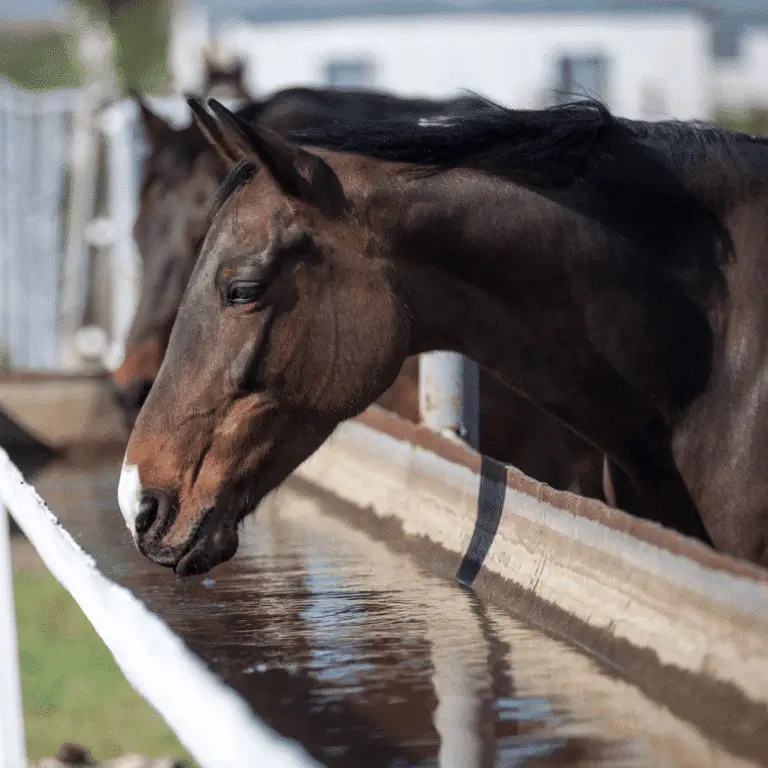 Heat stroke in horses is a severe condition caused by overheating, leading to high body temperature, rapid breathing, and potential collapse.