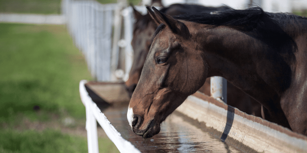 Heat stroke in horses is a severe condition caused by overheating, leading to high body temperature, rapid breathing, and potential collapse.