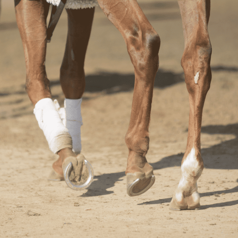 Heel Bulb Laceration in horses is a deep cut in the heel area, often requiring prompt veterinary care to prevent infection.