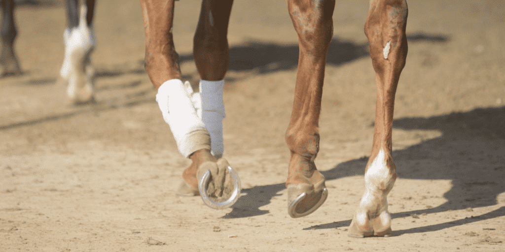 Heel Bulb Laceration in horses is a deep cut in the heel area, often requiring prompt veterinary care to prevent infection.