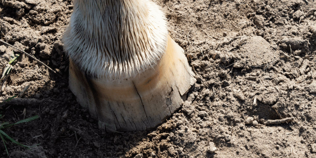 Hoof cracks (sand/grass/horizontal cracks) result from trauma, the enviroment, poor hoof care, injuries, or nutritional deficiencies.