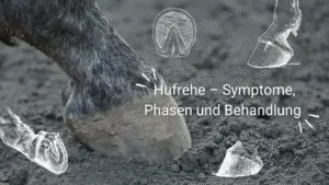 Von links kommt ein Pferdehuf ins Bild. Der Huf steht auf Sand. Im Vordergrund sind Zeichnungen von Hufen. Die Überschrift lautet: Hufrehe - Symptome, Phasen und Behandlung.