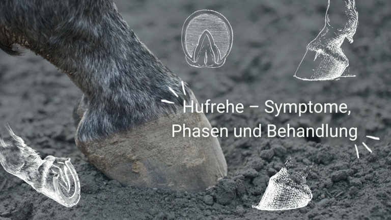 Von links kommt ein Pferdehuf ins Bild. Der Huf steht auf Sand. Im Vordergrund sind Zeichnungen von Hufen. Die Überschrift lautet: Hufrehe - Symptome, Phasen und Behandlung.