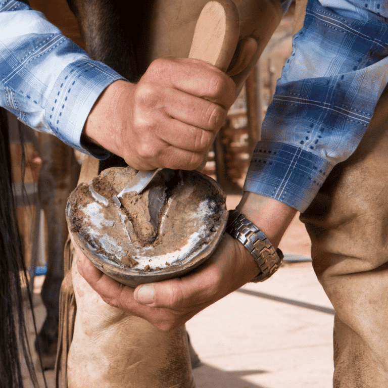 Laminitis in horses is a painful inflammatory condition of the hoof tissues, often leading to lameness and severe complications.