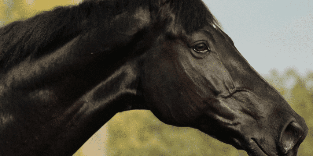 Laryngeal Paralysis in Horses