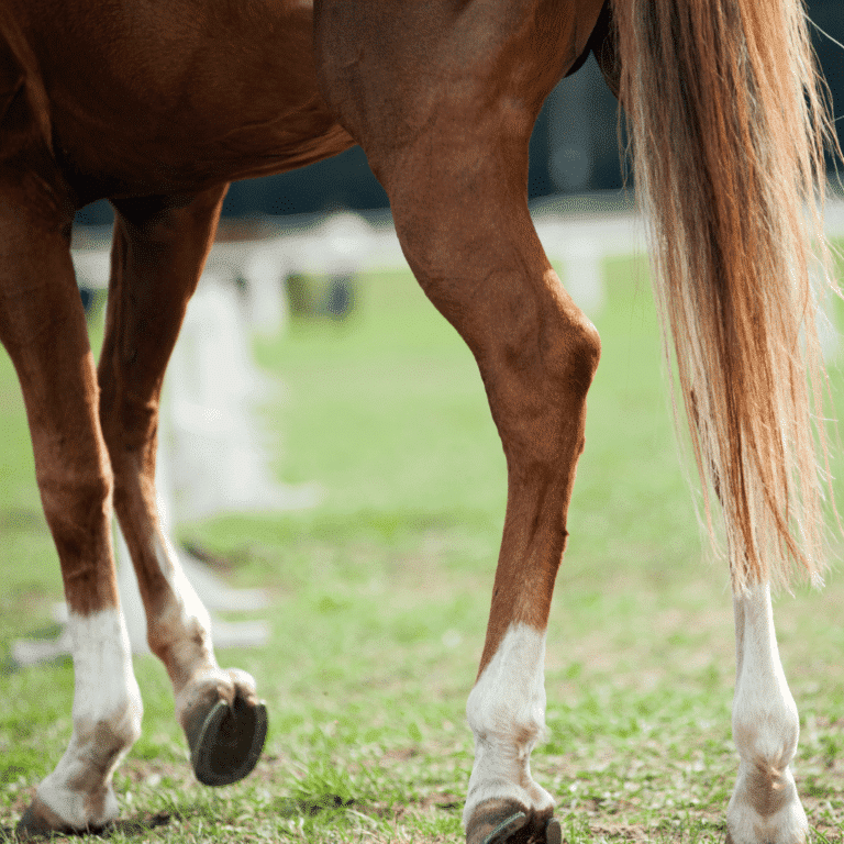 Locking Stifles is a condition where a horse's patella temporarily locks, causing hind leg stiffness and movement difficulty.