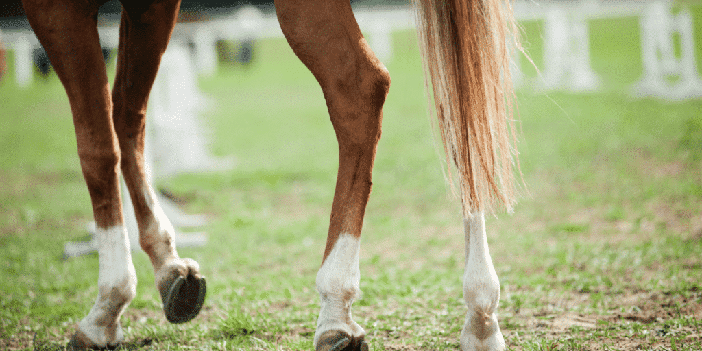 Locking Stifles is a condition where a horse's patella temporarily locks, causing hind leg stiffness and movement difficulty.