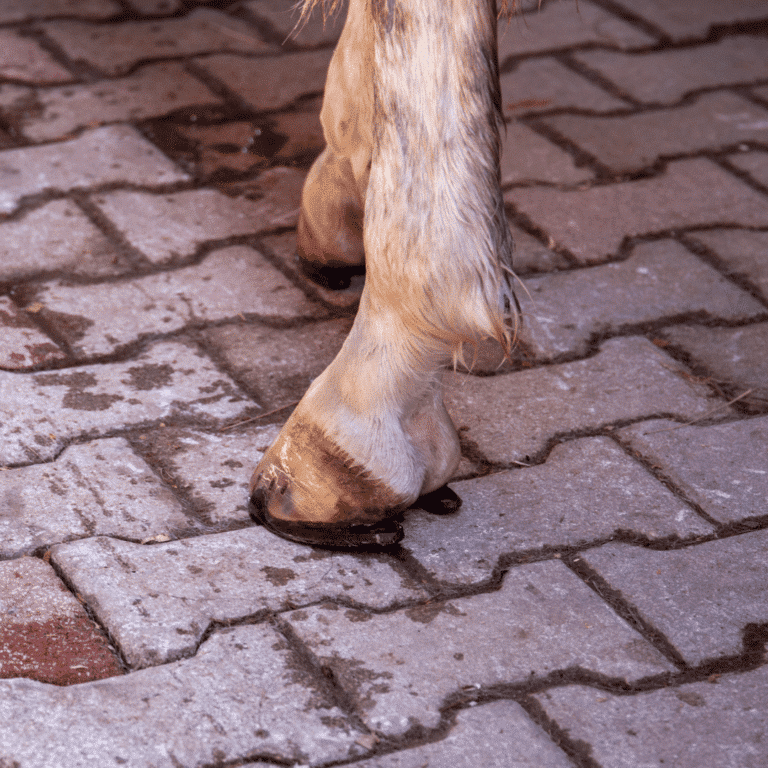 Nail Prick in horses occurs when a nail accidentally penetrates the hoof's sensitive structures, often causing pain and infection.