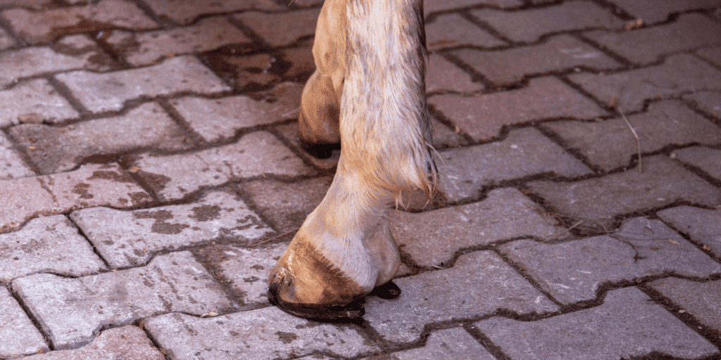 Nail Prick in horses occurs when a nail accidentally penetrates the hoof's sensitive structures, often causing pain and infection.