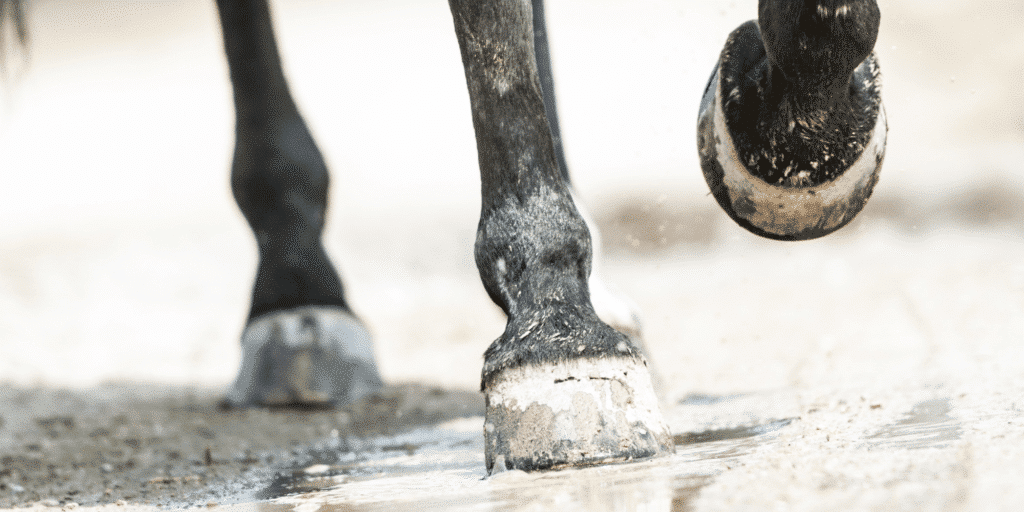 Navicular bone fracture involves a break in the small, boat-shaped bone in the hoof, leading to significant lameness and needs treatment.