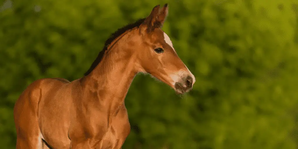 Patent Ductus Arteriosus in horses is a congenital heart defect causing abnormal blood flow due to a fetal vessel failing to close.