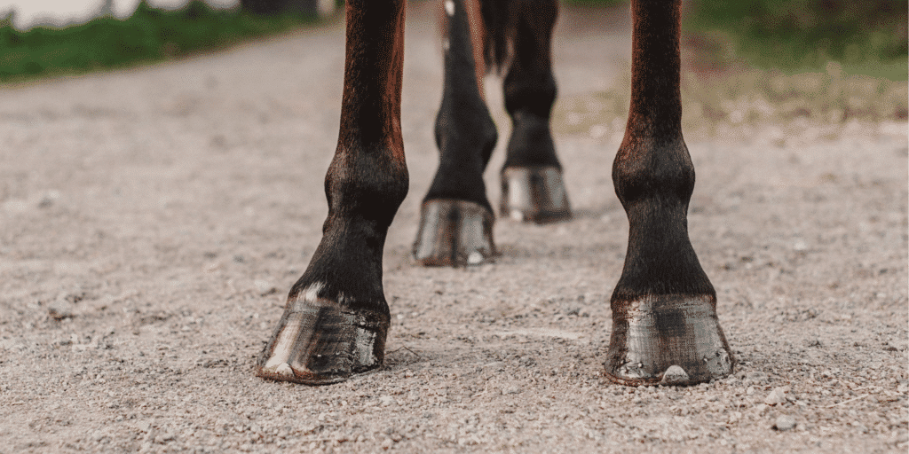 A pedal bone fracture is a break in the bone within the hoof, often causing severe lameness and requiring prompt veterinary attention.