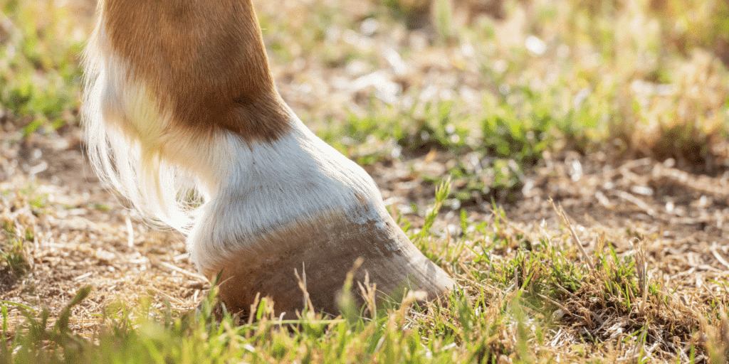 A pedal bone cyst is a fluid-filled cavity within the pedal bone of the hoof that can cause lameness.