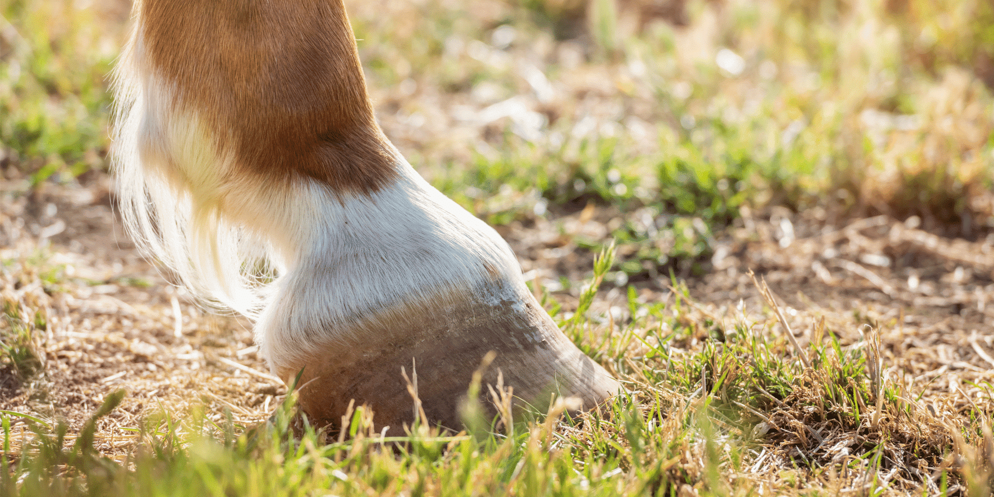 Pedal Bone Cyst in Horses