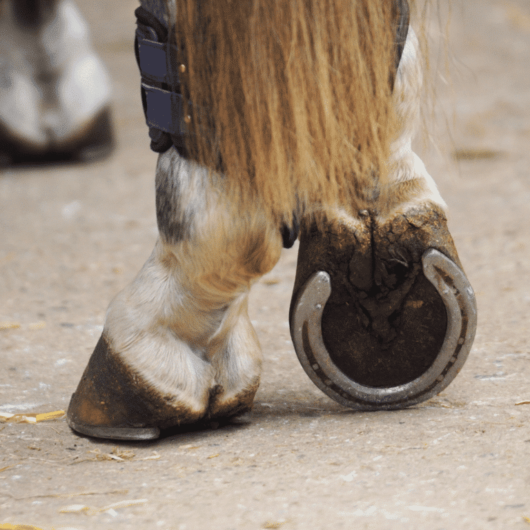 Pedal osteitis in horses is an inflammatory condition of the pedal bone causing demineralization and lameness.