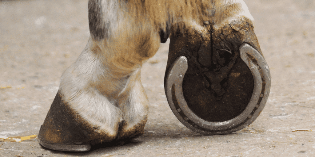 Pedal osteitis in horses is an inflammatory condition of the pedal bone causing demineralization and lameness.