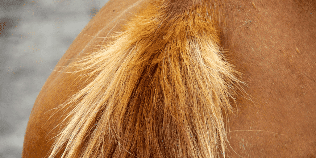 Pinworms in horses are intestinal parasites that cause itching and irritation around the anus, often leading to tail rubbing and hair loss.