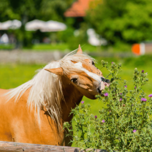 Poisoning in horses is caused by ingesting toxic substances, leading to symptoms like colic, neurological issues, and potentially death.