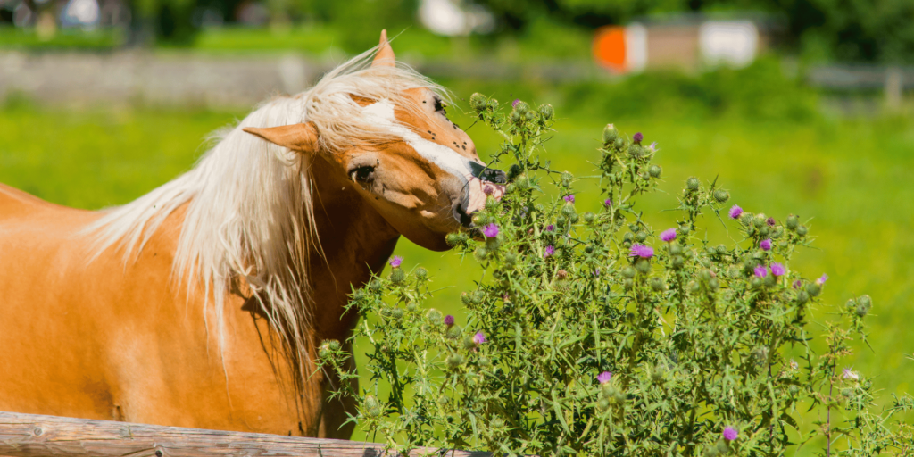 Poisoning in horses is caused by ingesting toxic substances, leading to symptoms like colic, neurological issues, and potentially death.