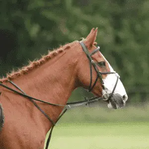 Poll Evil is a condition in horses causing painful swelling and infection of the poll area, typically from trauma or bacteria.