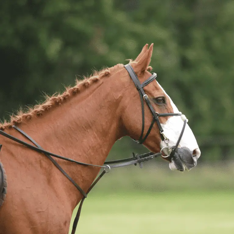 Poll Evil is a condition in horses causing painful swelling and infection of the poll area, typically from trauma or bacteria.