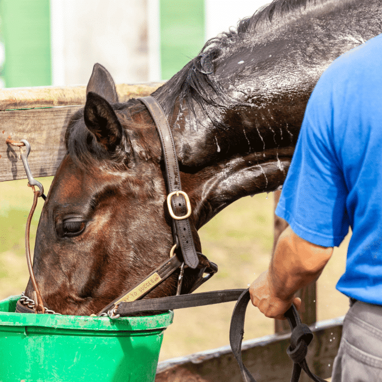 Recurrent Exertional Rhabdomyolysis in horses is a muscle disorder triggered by exercise, leading to muscle stiffness, pain, and cramping.