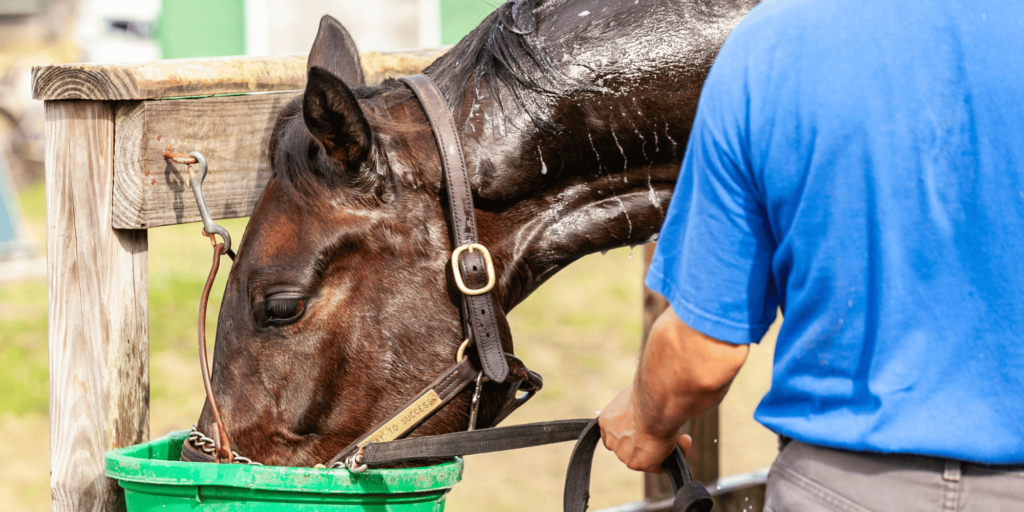 Recurrent Exertional Rhabdomyolysis in horses is a muscle disorder triggered by exercise, leading to muscle stiffness, pain, and cramping.