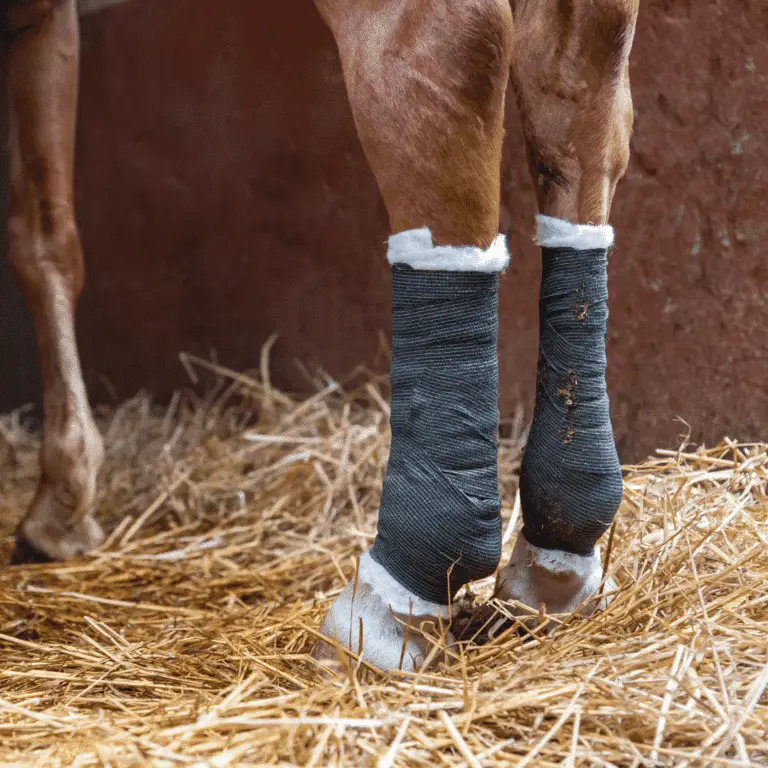 Rheumatoid Arthritis in horses is an autoimmune disorder causing joint inflammation, pain, and progressive lameness.