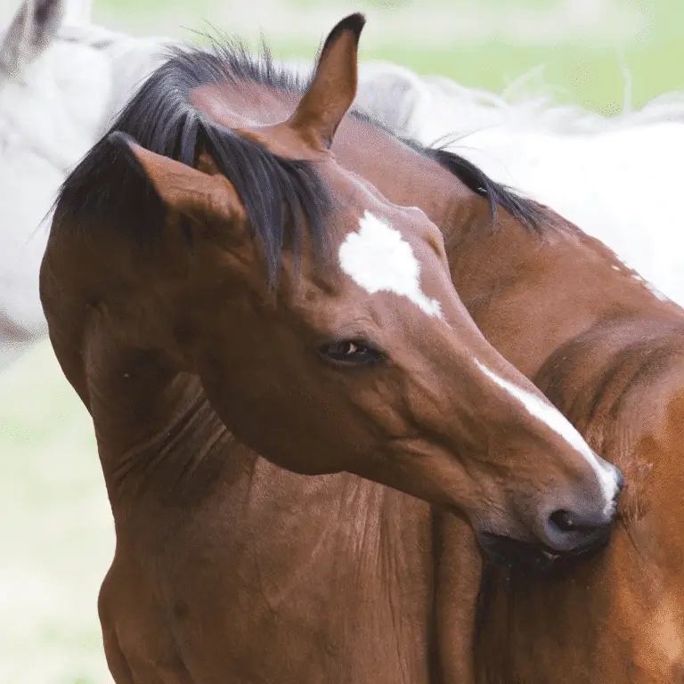 Ringworm in horses is a contagious fungal infection causing circular, hairless patches on the skin, often accompanied by itching and inflammation.