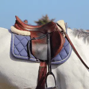 Saddle sore is a painful condition caused by friction or pressure from the saddle, commonly affecting the horse's back.